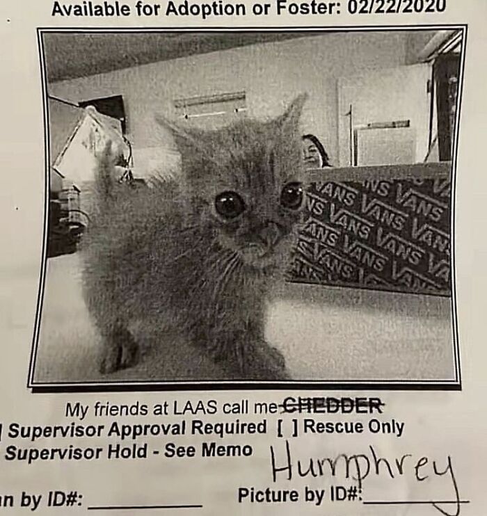 A black and white image of a tiny kitten with big eyes, labeled Humphrey, for adoption, a soft cat meme.