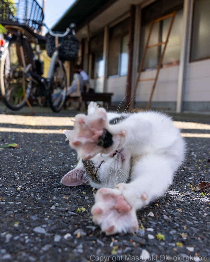 A playful white street cat with tabby markings rolls on its back, paws outstretched, capturing the chaos of feline life.