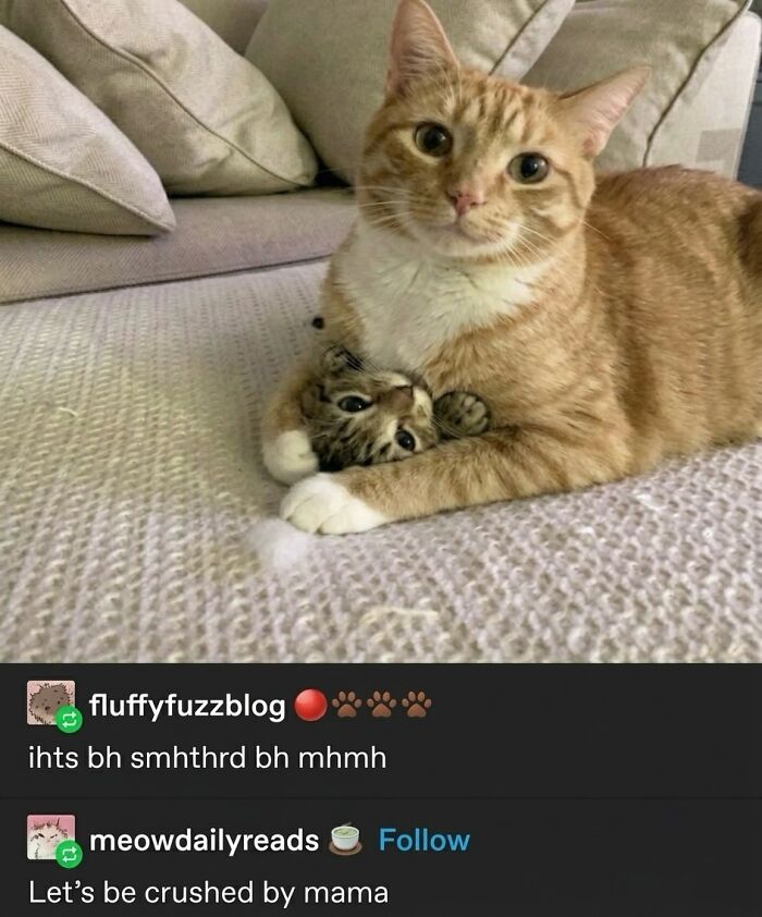 A soft cat meme showing an orange cat cuddling a tiny kitten on a textured couch, embracing its feline fun.