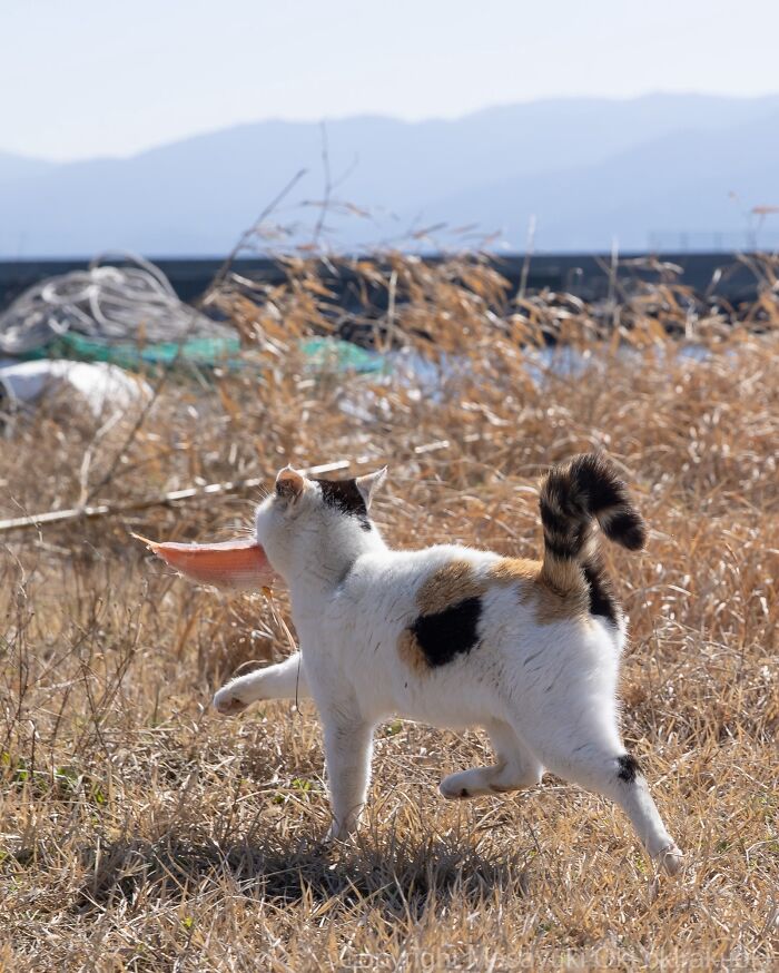 A calico street cat with a fish in its mouth, walking through dry grass, embodying the wild feline life.