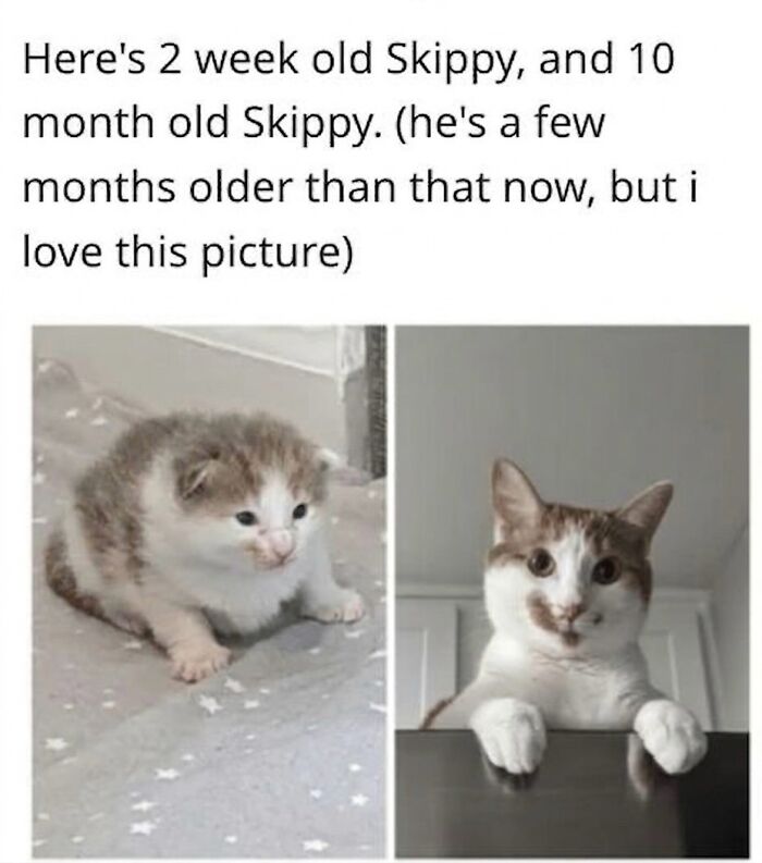 A soft cat meme featuring a split image of a kitten and a grown cat, illustrating Skippy's growth.