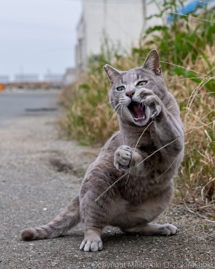 A gray street cat expresses its feline life with an open mouth and raised paws, mid-play or stretch.