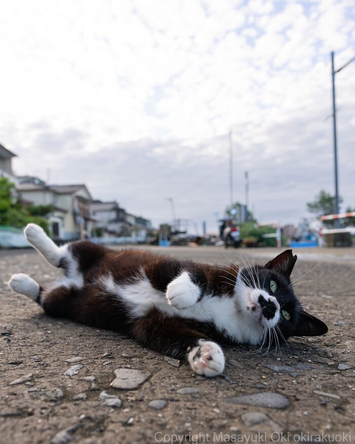 A black and white street cat lies on its back, paws up, perfectly capturing the playful feline life.