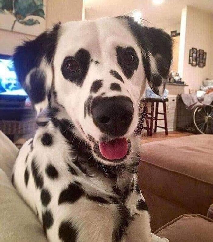 Adorable animal pic of a happy Dalmatian dog with heart-shaped spots around its eyes, brightening your day.