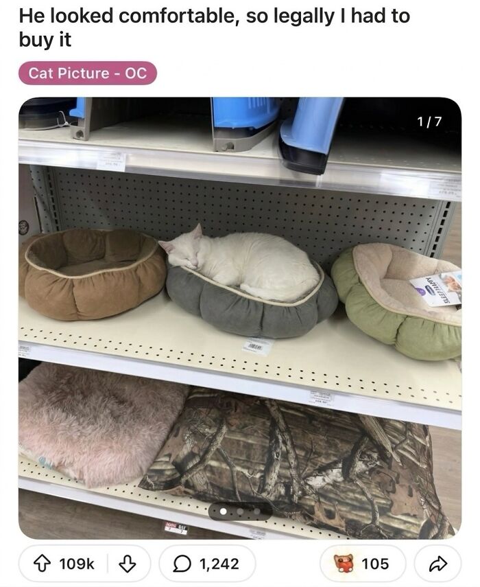 A soft cat meme showing a white cat comfortably asleep in a grey cat bed on a shelf in a store.