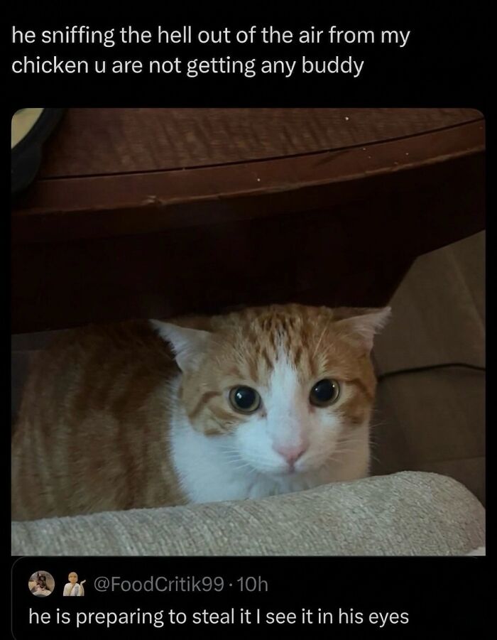 A soft cat meme featuring an orange and white cat peeking out from under a table, looking with wide eyes.