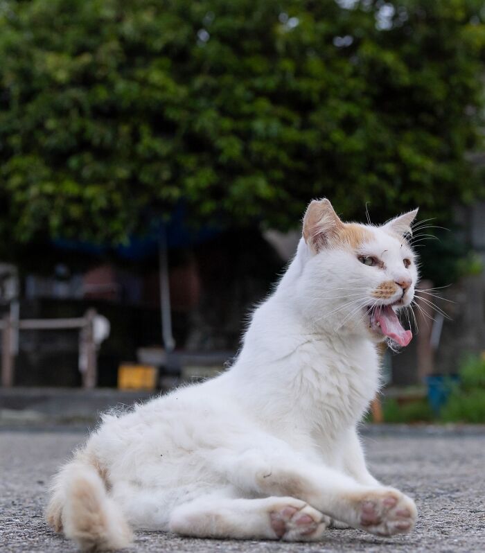 A street cat yawns widely, showcasing its feline life with its mouth open and tongue out, captured in a candid moment.