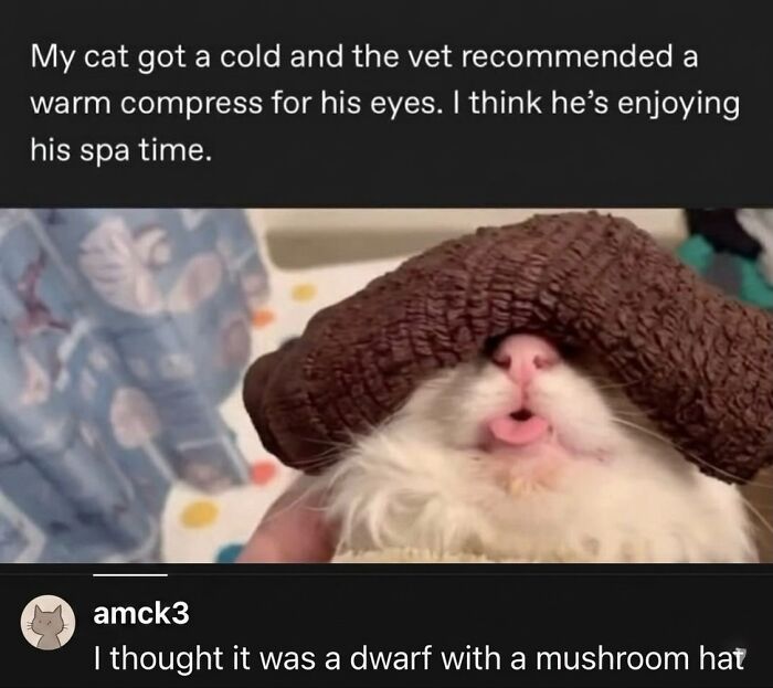 A soft cat meme showing a fluffy white cat with a brown knitted compress over its eyes, sticking out its tongue.