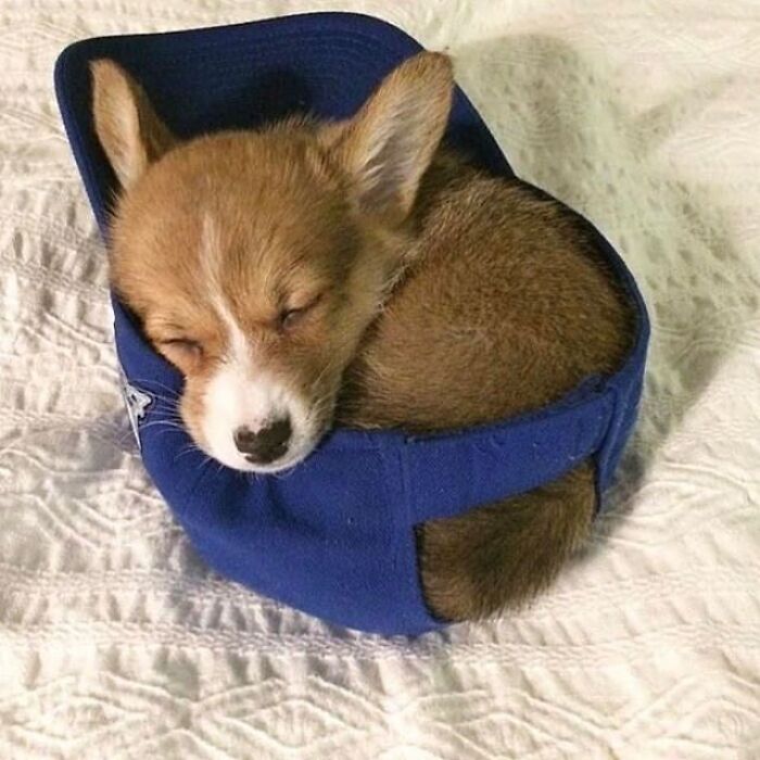 Adorable animal pic of a tiny corgi puppy sleeping soundly in a blue baseball cap, a cute emergency scene.