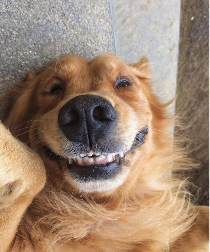 Adorable animal pic of a golden retriever dog smiling widely, lying on its back. Cute emergency.