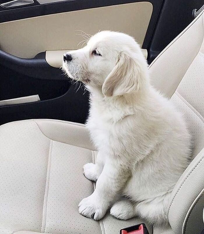 Adorable animal pics of a golden retriever puppy sitting attentively in a cream-colored car seat.