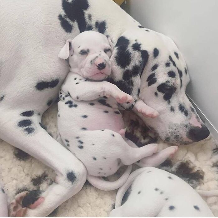 Cute emergency animal pics of a sleeping dalmatian puppy nestled against its mother, showing spots.