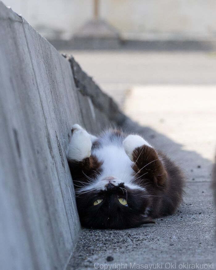 A charming street cat showing its feline life chaos by lying on its back, revealing its white belly and paws.