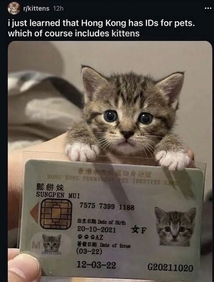 A soft cat meme featuring a tiny kitten with big eyes holding up a Hong Kong ID card for pets. Cute and hilarious.