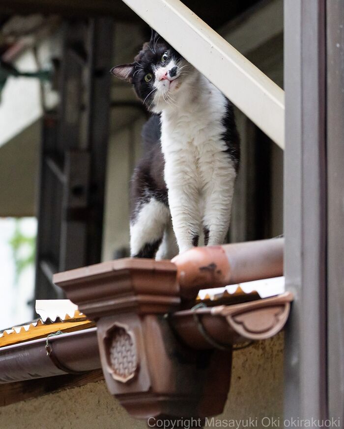 A black and white street cat peeks from behind a beam, observing its surroundings from above.