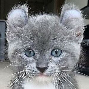 abiezervulgaris avatar