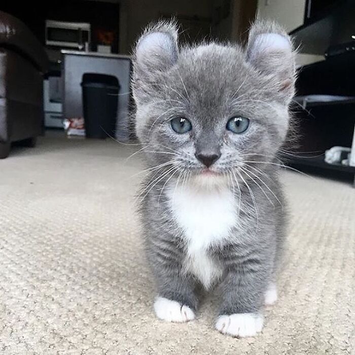 Adorable animal pic of a grey kitten with blue eyes and white paws, part of a cute emergency collection.