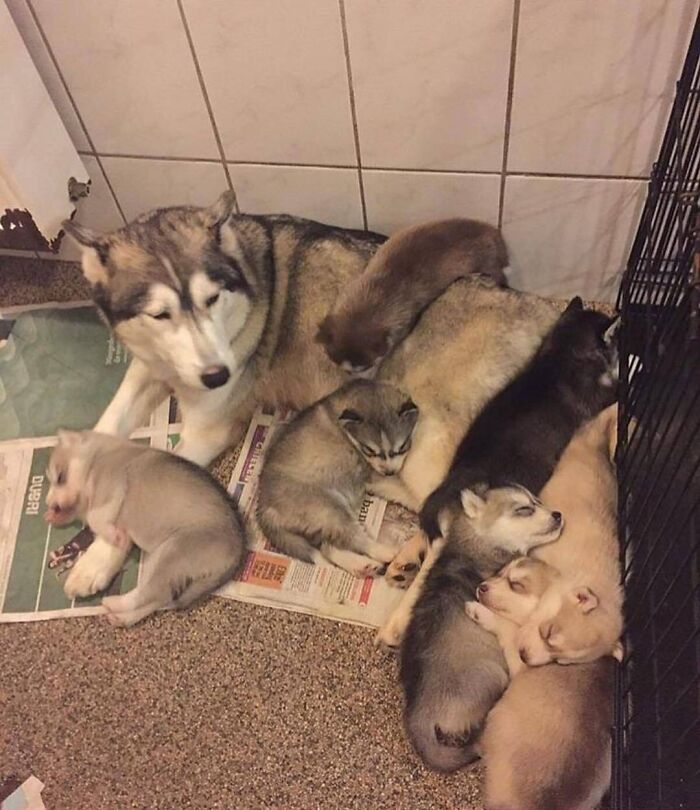 Adorable animal pics of a husky dog with a pile of husky puppies, some sleeping, some looking around.