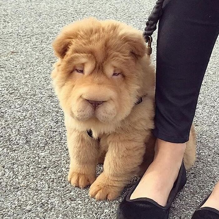 Adorable animal pic of a fluffy Shar-Pei puppy on a leash next to a person's foot, brightening your day.