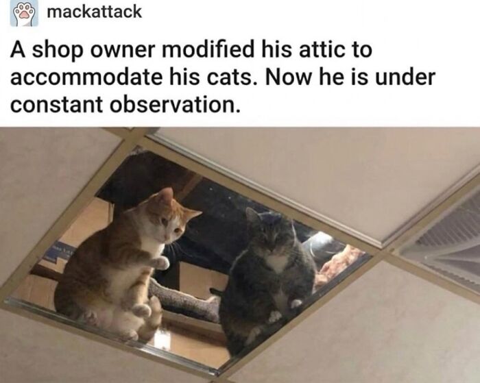 Two soft cat memes: an orange and a grey cat observing from a modified attic ceiling, part of funny feline fun.