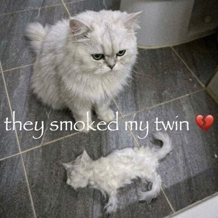 A soft cat meme showing a fluffy white cat looking sad next to a flattened, smoked version of itself. Cute and hilarious.