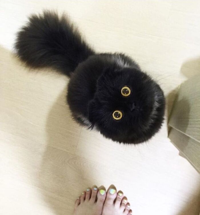 Adorable animal pic of a fluffy black cat with bright yellow eyes looking up at human feet. Cute emergency.