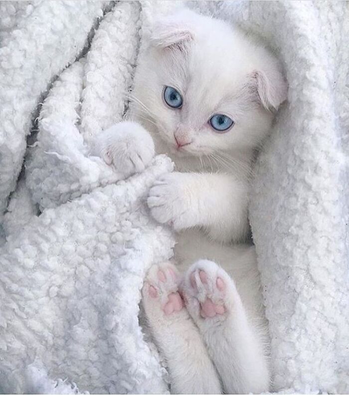 Adorable animal pic of a tiny white kitten with blue eyes snuggled in a cozy white blanket, brightening your day.