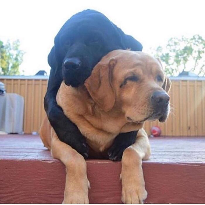 Adorable animal pic of a black lab hugging a golden lab outdoors, a heartwarming cute emergency scene.