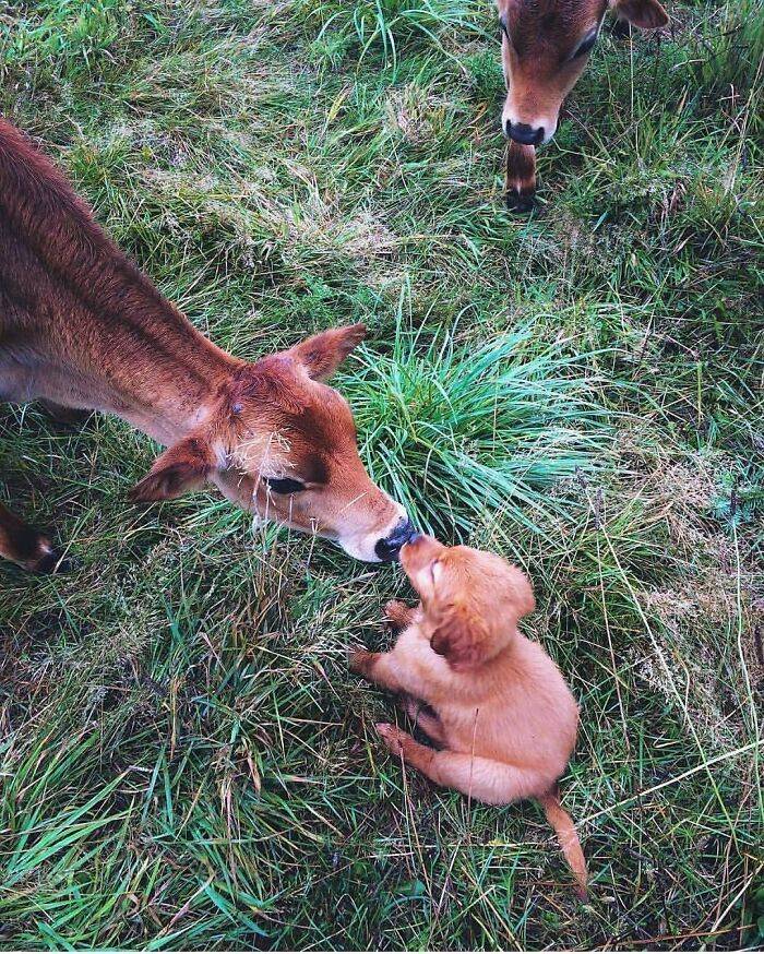 Adorable animal pics of a puppy and a calf touching noses gently in a grassy field, with another calf nearby.