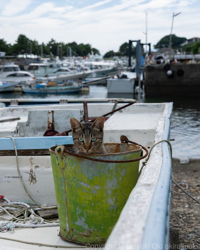 A striped street cat peers from a green bucket in a boat at a harbor, perfectly capturing feline life.