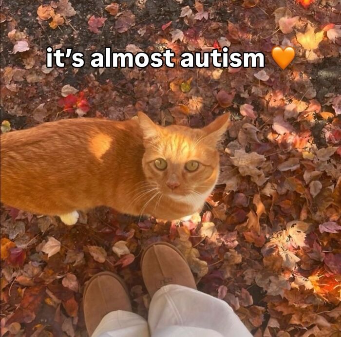 An orange cat sitting on a bed of autumn leaves, with a person's feet visible, for soft cat memes.