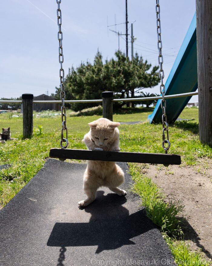 A playful street cat stands on a swing in a park, capturing the chaos of feline life.