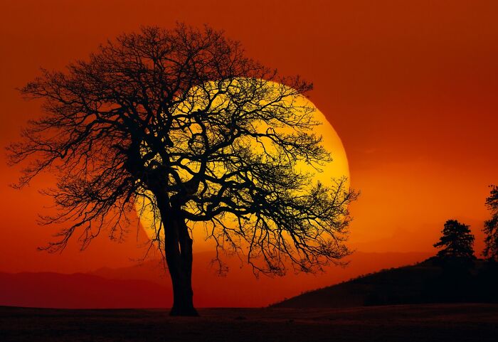A vivid color photo capturing the world: a silhouetted tree against a fiery orange and yellow sunset.