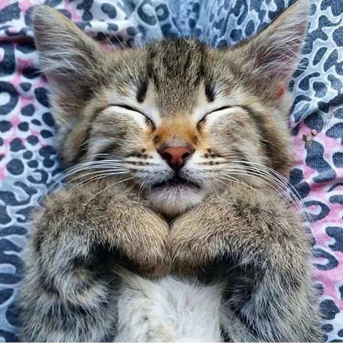 Adorable animal pic of a fluffy tabby kitten sleeping with paws crossed, part of a cute emergency collection.