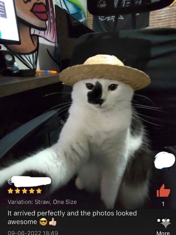 A soft cat meme with a white cat wearing a tiny straw hat, looking directly at the camera. Hilarious feline fun.