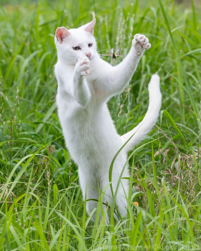 A white street cat stands on its hind legs, trying to catch a dragonfly in tall green grass, capturing the chaos of feline life.