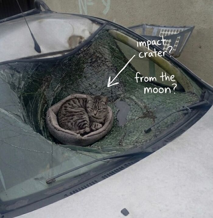 A cute cat curled up in a cat bed, resting on a shattered car windshield, making for funny soft cat memes.