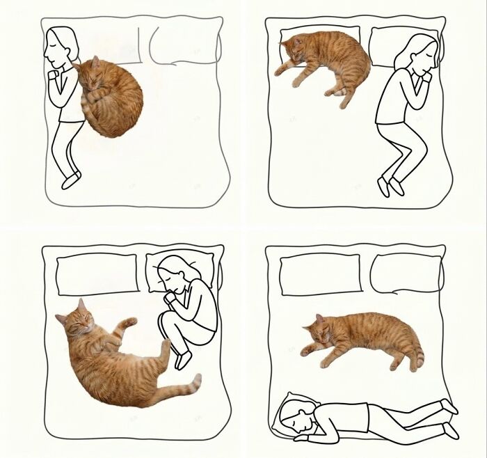 Four diagrams illustrating different sleeping positions of a person and a cat on a bed, showcasing soft cat memes.