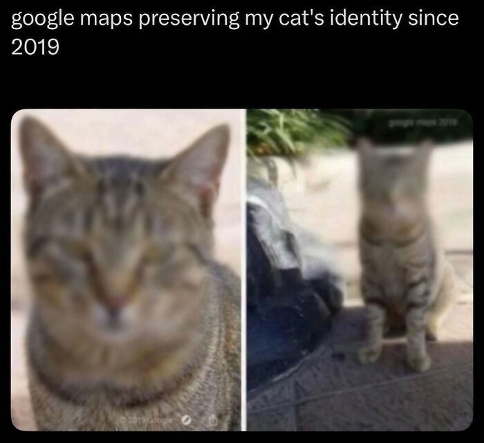 A blurry image of a tabby cat next to a blurry full-body image of a cat as soft cat memes.