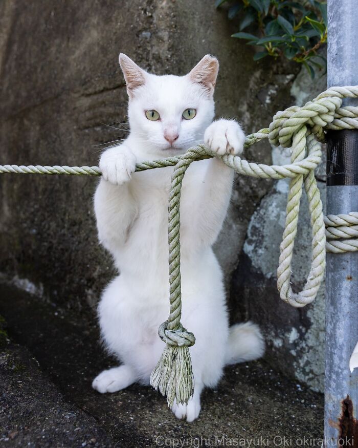 A white street cat with green eyes holds onto a rope, perfectly capturing the chaos of feline life.