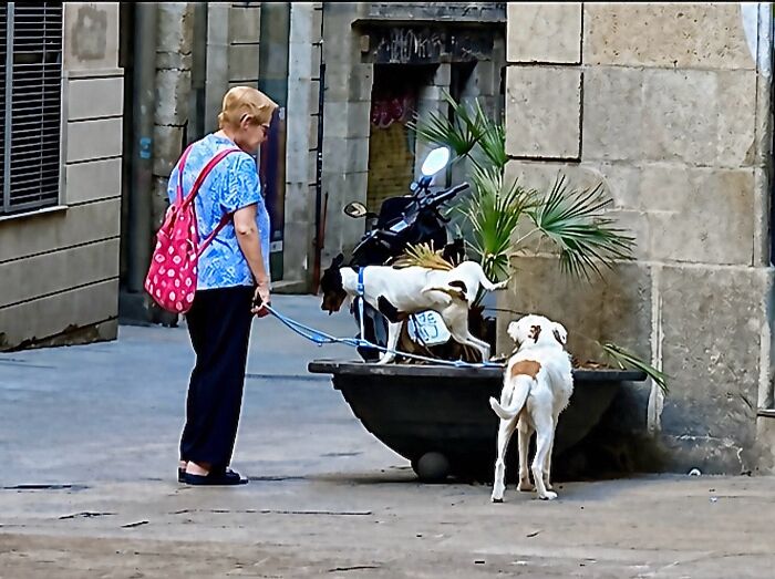 An older woman walks two dogs in Barcelona; one dog appears to be dancing on a planter, a perfectly timed coincidence.