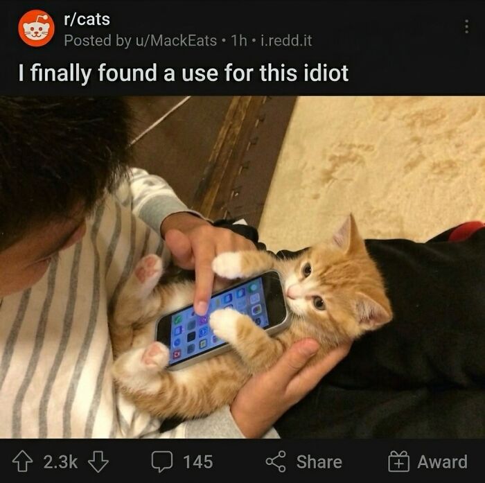 A cute kitten held by a person, playing with a smartphone, illustrating soft cat memes.
