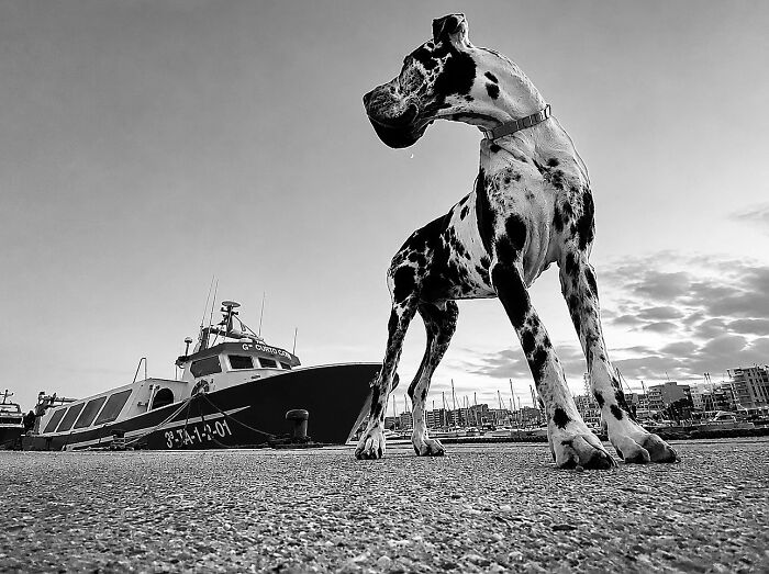 A majestic harlequin Great Dane stands in front of a boat, a perfectly timed coincidence of scale in Barcelona.