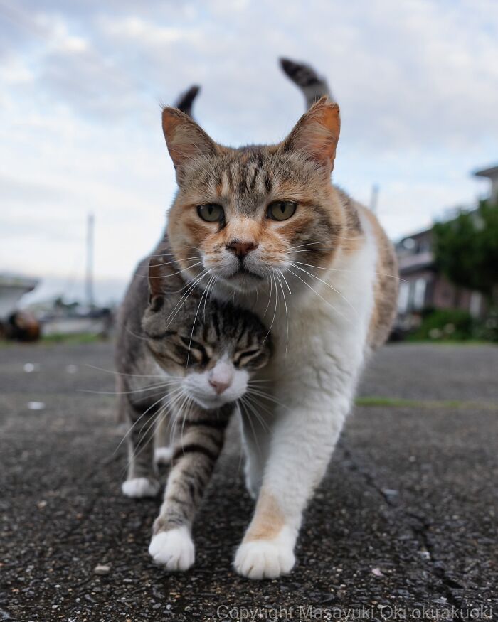 Two street cats, one tabby and one calico, walk closely together, illustrating the chaos of feline life.