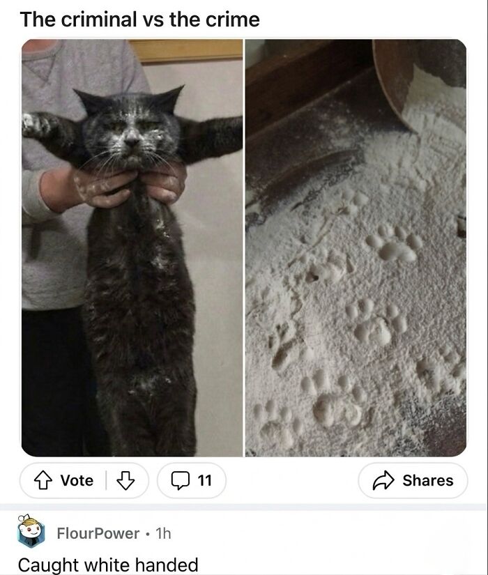 A funny soft cat meme of a cat covered in flour next to its paw prints on flour.
