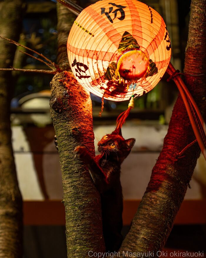 A black street cat climbs a tree towards a glowing orange lantern, capturing the chaos of feline life.