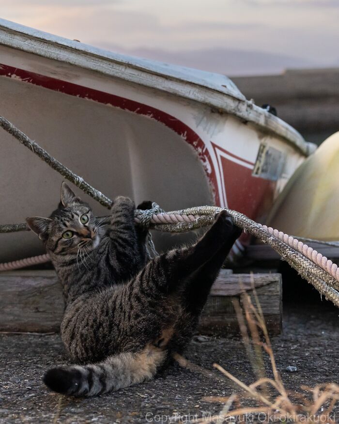A tabby street cat hangs playfully from a rope by an overturned boat, embodying the chaos of feline life.