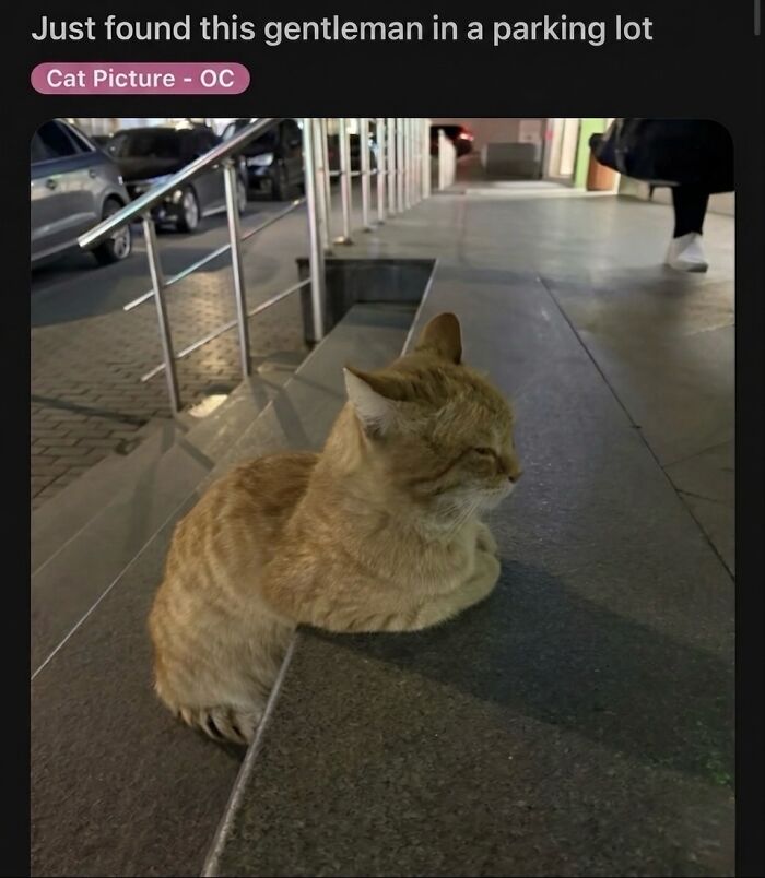 An orange tabby cat sitting on concrete steps in a parking lot, a soft cat meme.