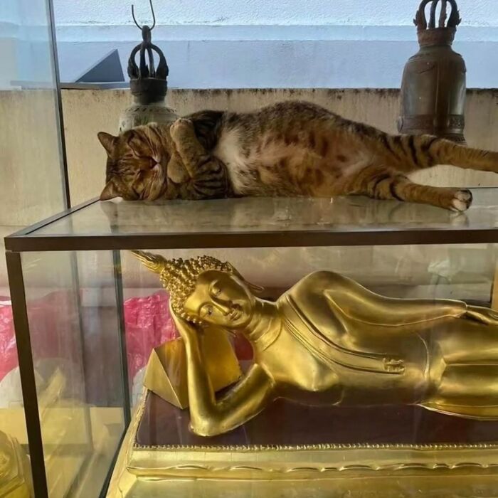 A tabby cat sleeping on a glass shelf above a golden Buddha statue, interesting street photo of animals.