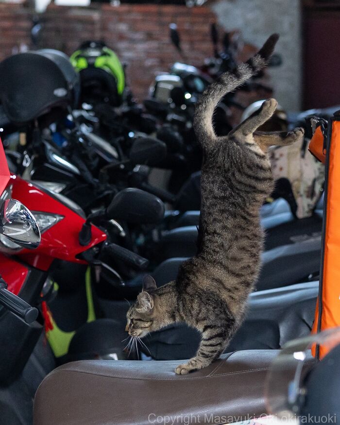 A tabby street cat balances on a motorcycle seat, showcasing the agility and chaos of feline life.